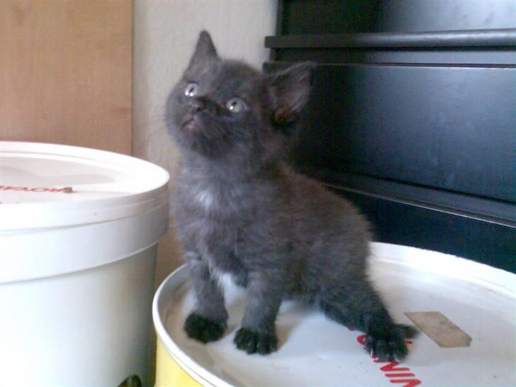 Blanding af racer Dolph billede 1