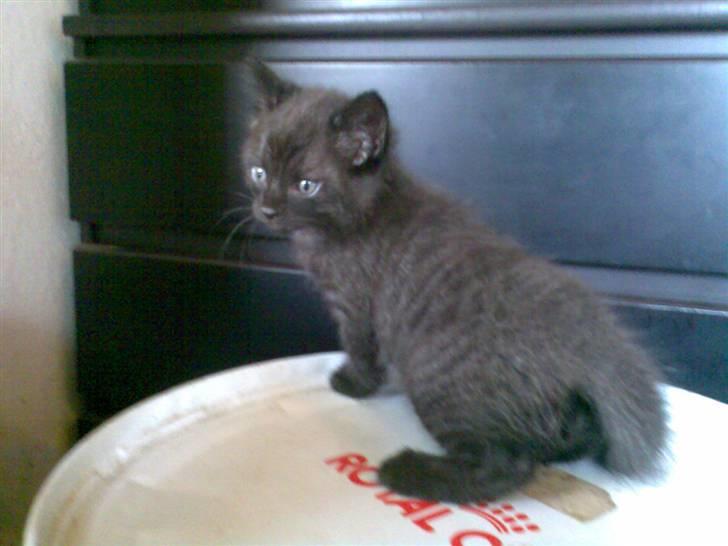 Blanding af racer Dolph billede 2