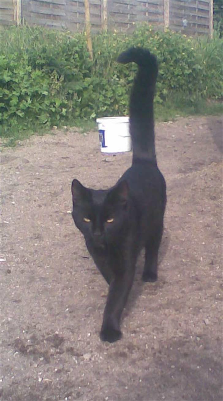 Blanding af racer Dolph - dolph i haven maj 09 billede 3