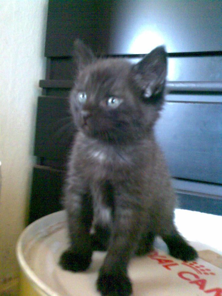 Blanding af racer Dolph billede 4