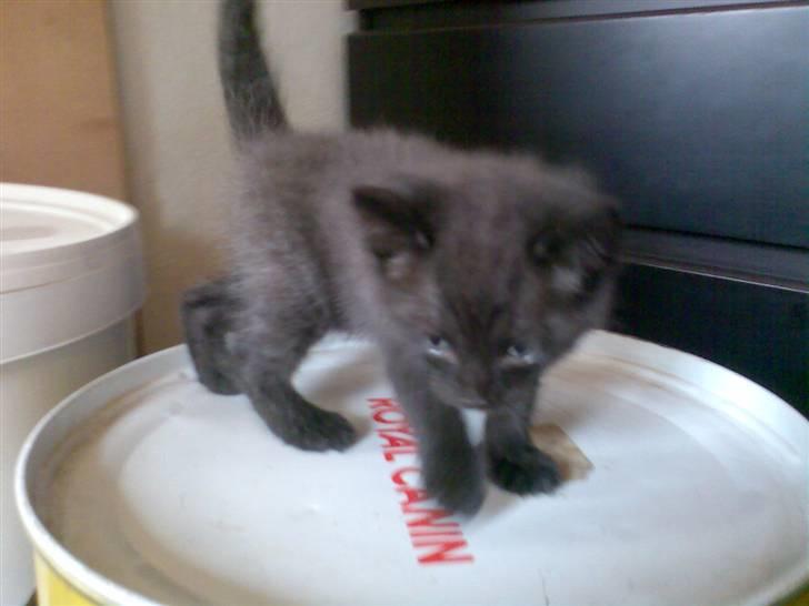 Blanding af racer Dolph billede 5