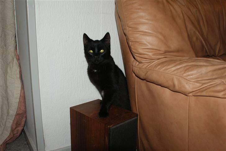 Blanding af racer Dolph - d.27-02-09 billede 6