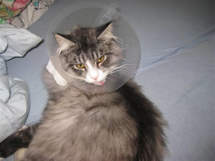 Maine Coon Anakin Skywalker billede 12