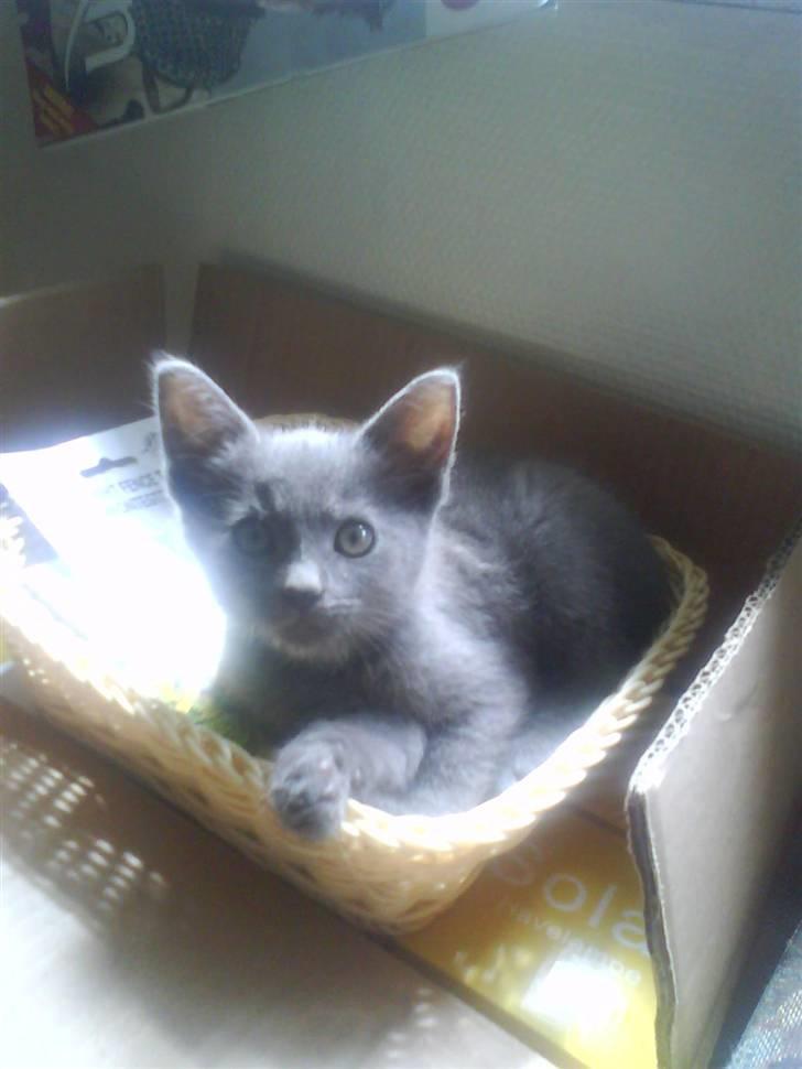 Huskat buller bamse hvor er du  billede 7