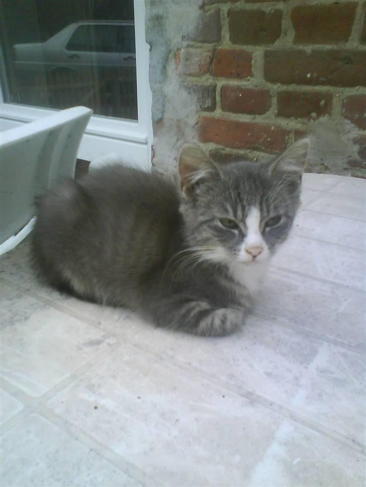 Huskat bølle  rip d 2 maj 09 billede 14