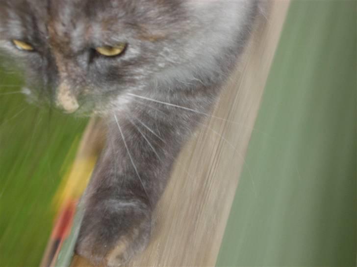 Maine Coon Smokey - Afsted i fuld fart billede 9