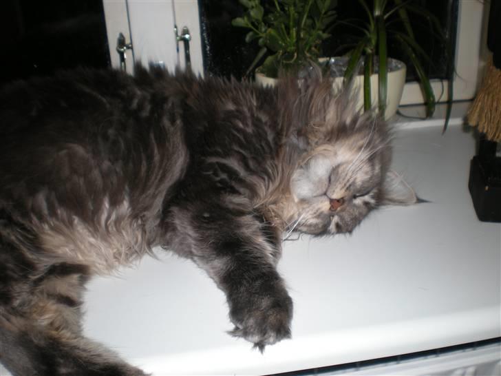 Maine Coon Mui billede 14