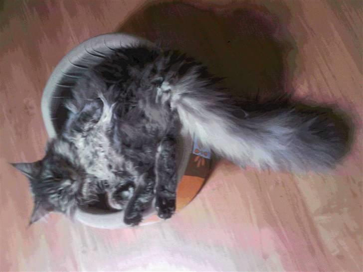 Maine Coon Mui billede 15