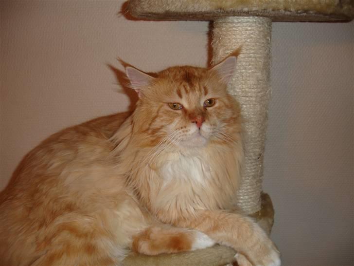 Maine Coon manse r.i.p billede 1
