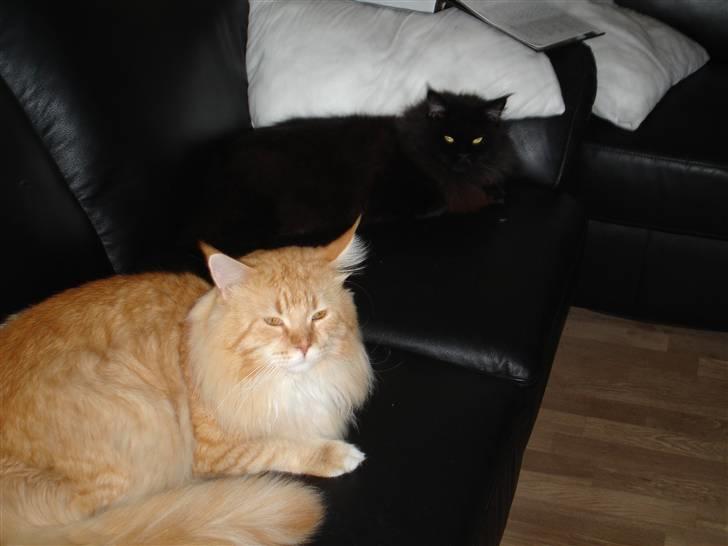 Maine Coon manse r.i.p billede 2