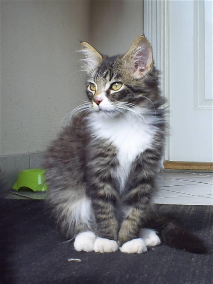 Blanding af racer Frederik<'3 - Frederik billede 8