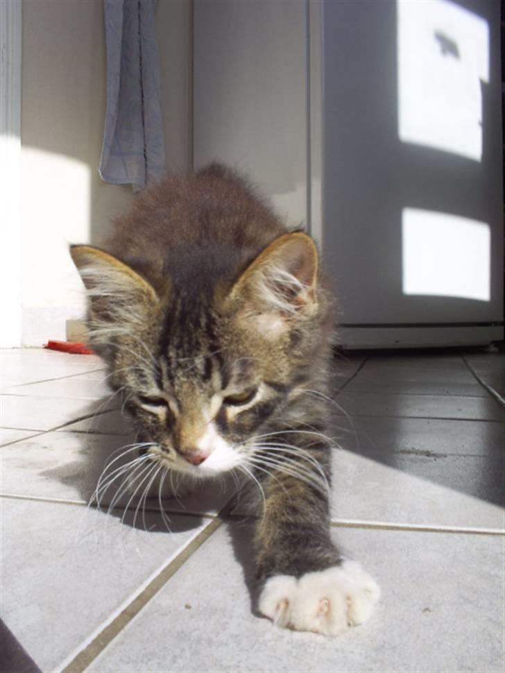 Blanding af racer Frederik<'3 - Frederik billede 9