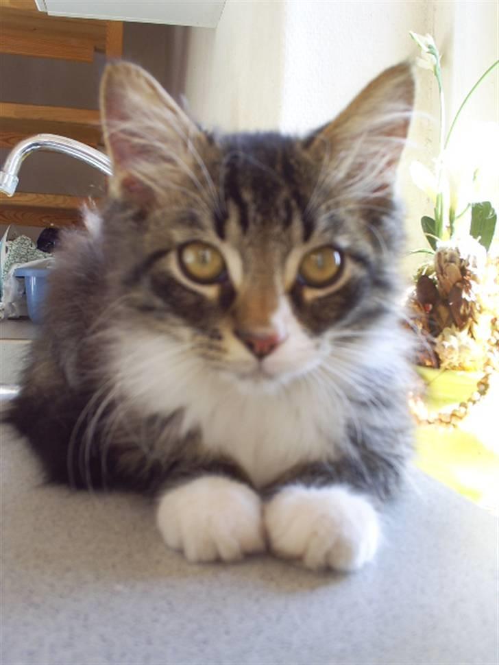 Blanding af racer Frederik<'3 - Frederik billede 10