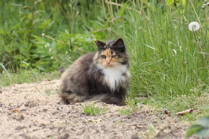 Blanding af racer Pjuske - NYT billede 10