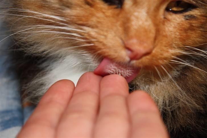 Blanding af racer Pjuske - #NYT#  billede 11