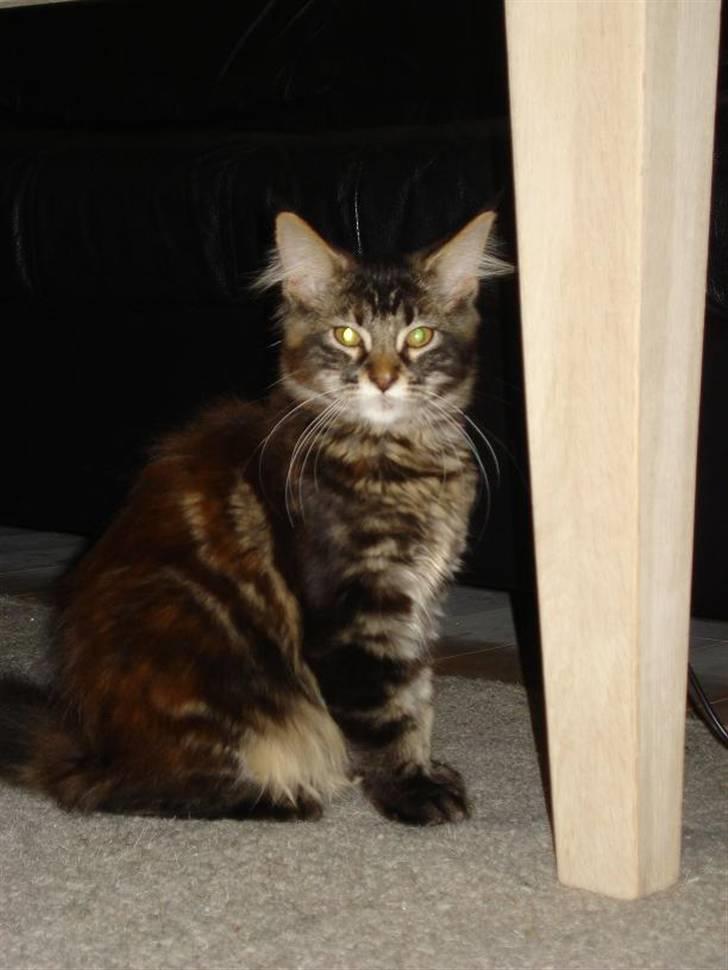Maine Coon Cassidy billede 10