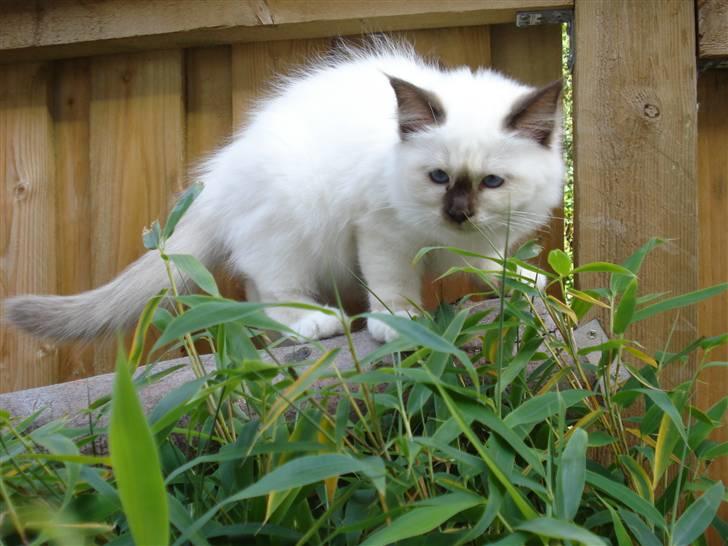 Hellig Birma Cathinca billede 8