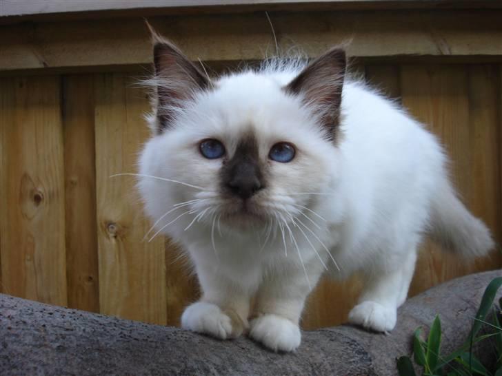 Hellig Birma Cathinca billede 9