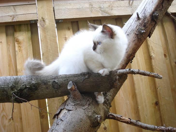 Hellig Birma Cathinca billede 10