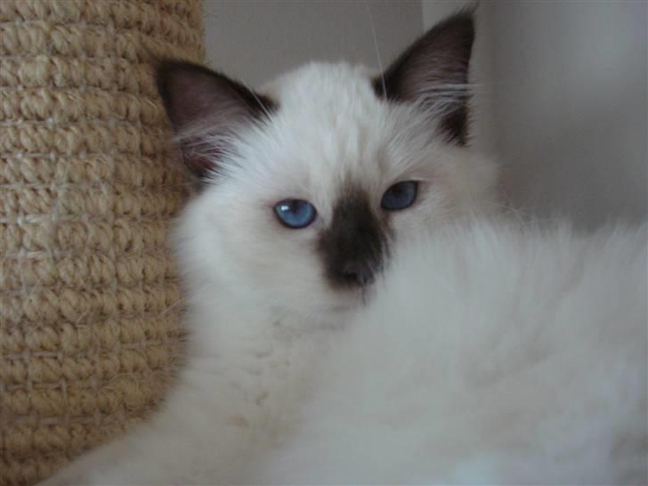 Hellig Birma Cathinca billede 11