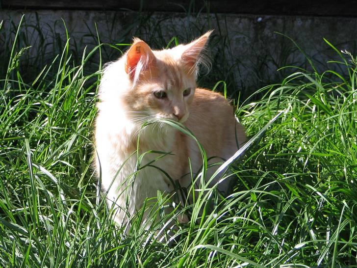 Maine Coon Zeus billede 12