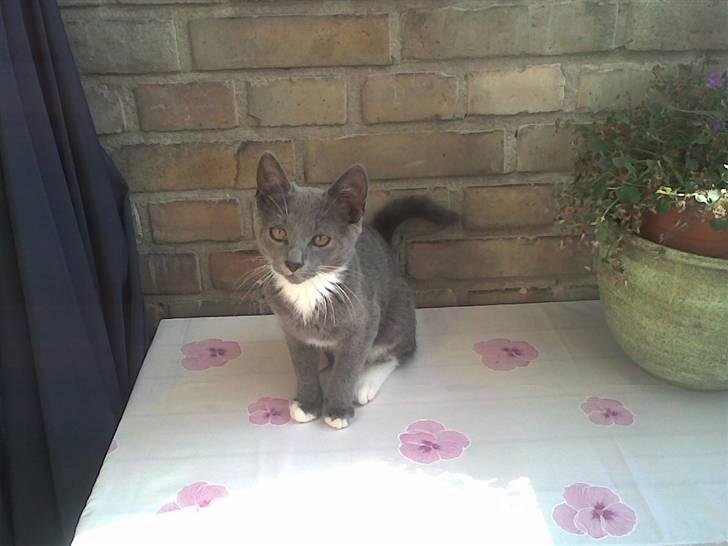 Huskat Madonna - min llle madonna. billede 1