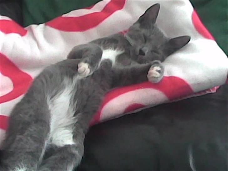 Huskat Madonna - hun elsker at blive nusset på maven. billede 2