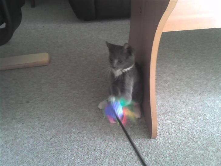 Huskat Madonna - hun elsker at lege. billede 3