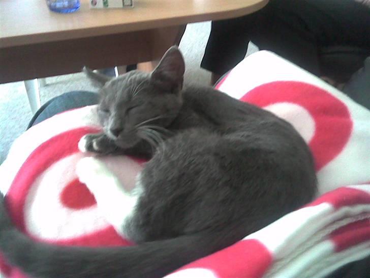 Huskat Madonna - er hun ikke dejlig billede 4