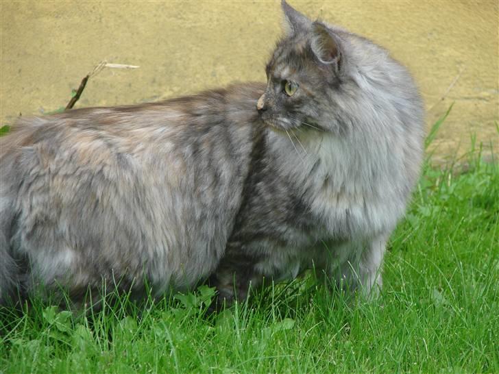 Maine Coon Smokey billede 11