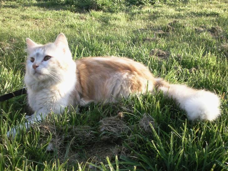 Maine Coon artur billede 20