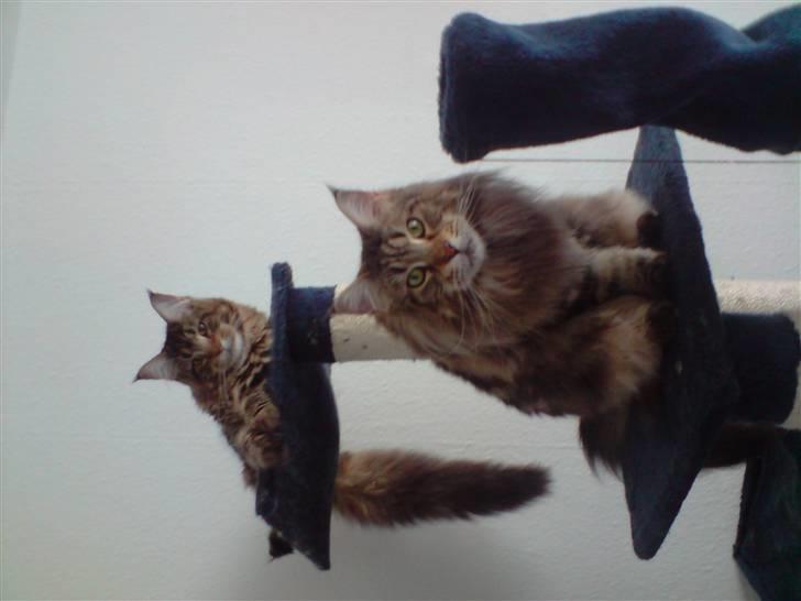 Maine Coon Løve Hulen's Lakoma billede 1