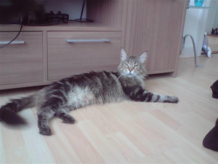 Maine Coon Løve Hulen's Lakoma billede 2