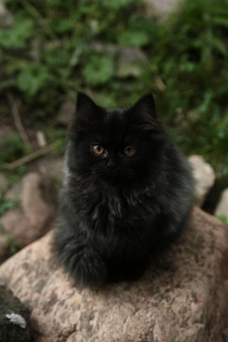 Blanding af racer Bumle*død* billede 8