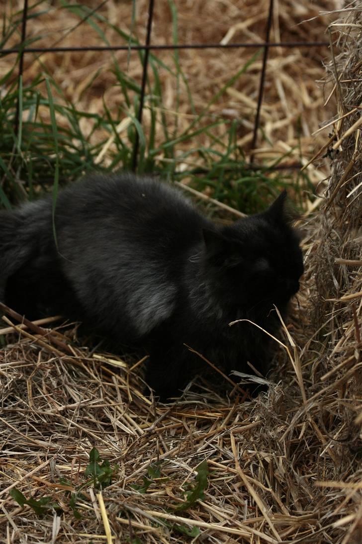 Blanding af racer Bumle*død* billede 9