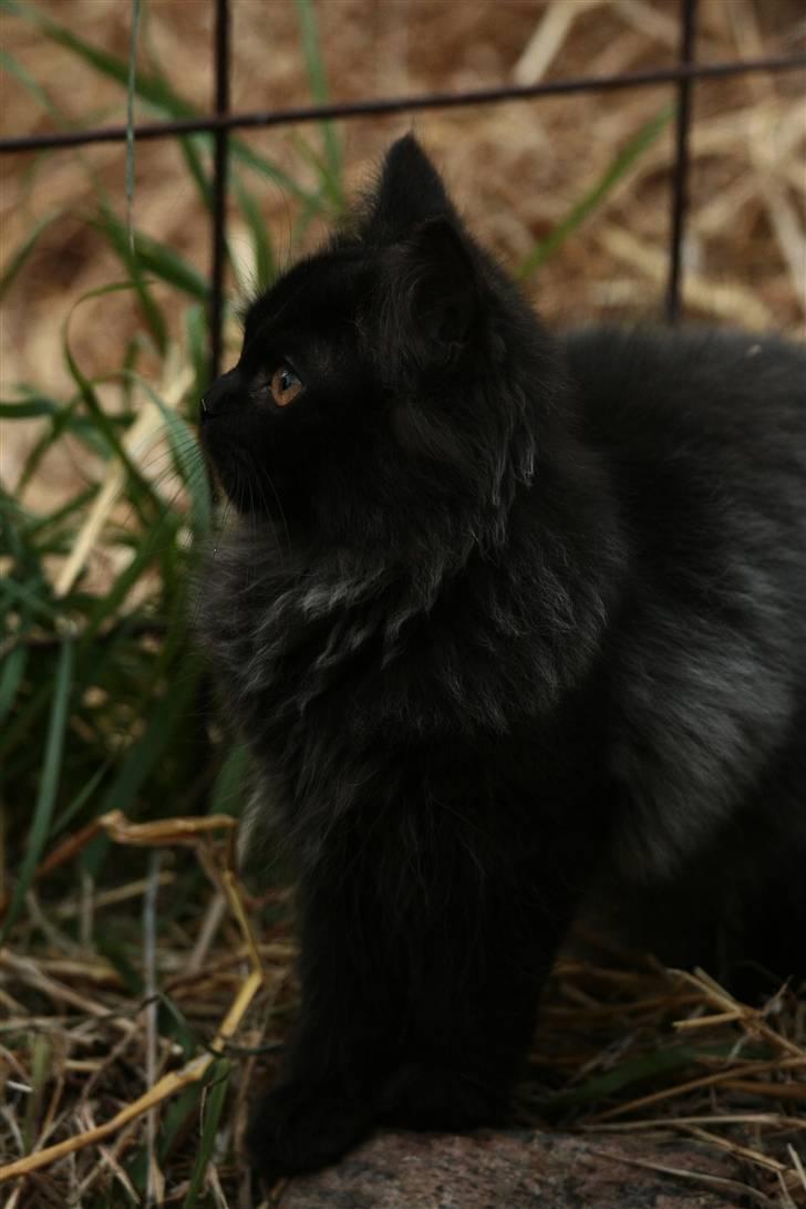 Blanding af racer Bumle*død* billede 10