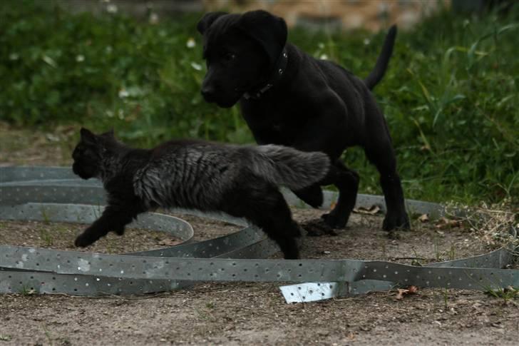 Blanding af racer Bumle*død* billede 11