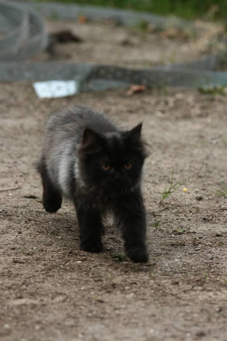 Blanding af racer Bumle*død* billede 12