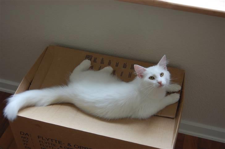 Norsk Skovkat Ice billede 1