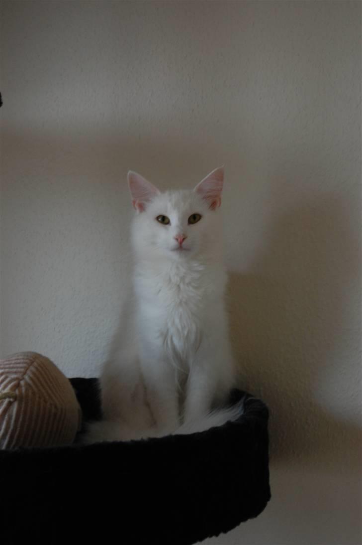 Norsk Skovkat Ice billede 2