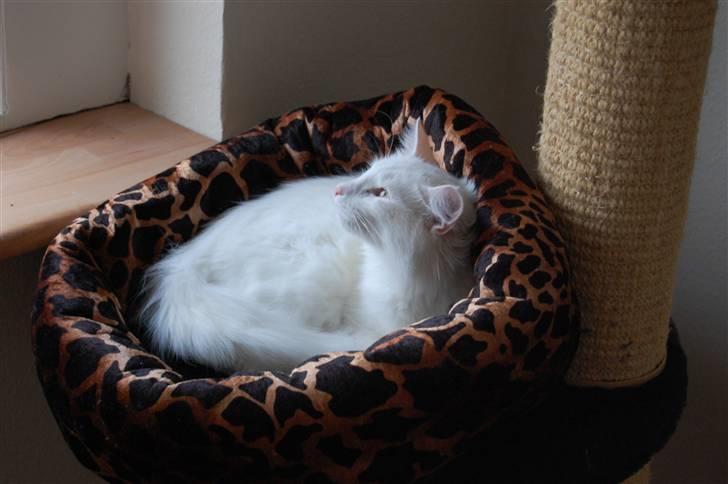 Norsk Skovkat Ice billede 3