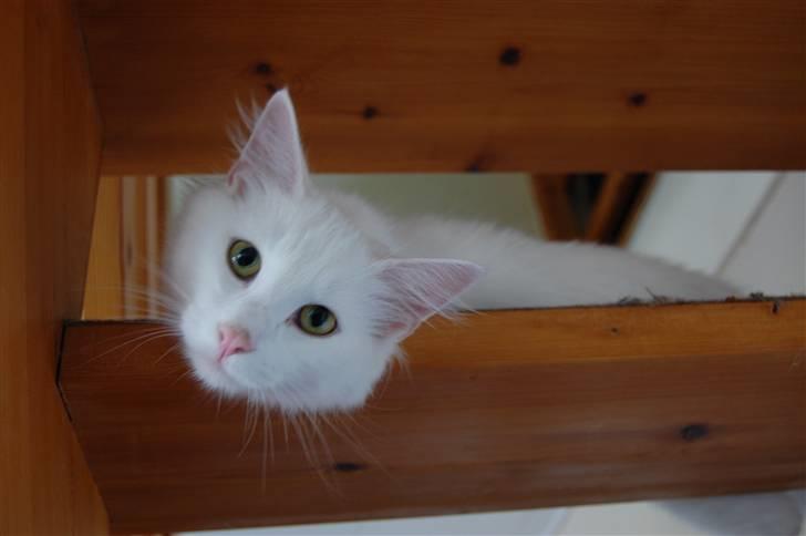 Norsk Skovkat Ice billede 4