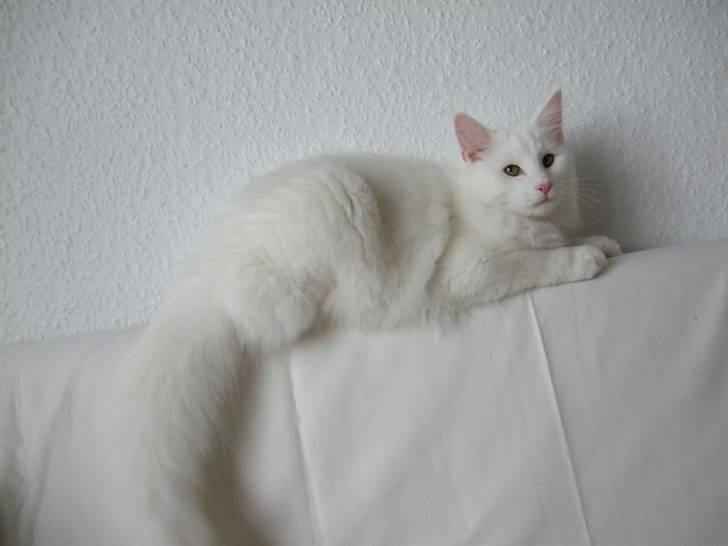 Norsk Skovkat Ice billede 5