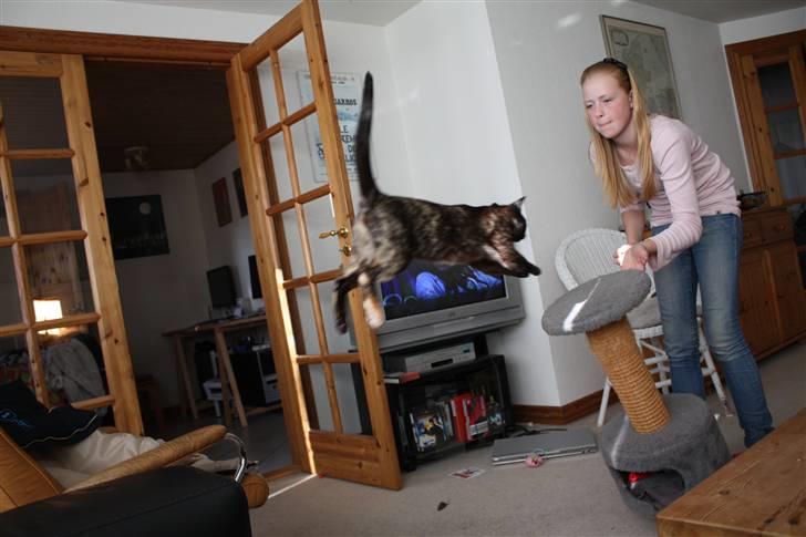 Burmeser Cleopatra  <3 - hopsa billede 16