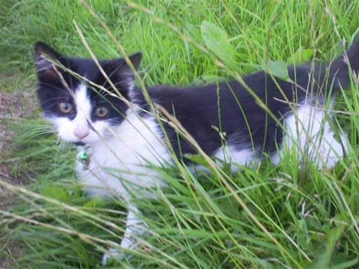 Blanding af racer Maine Coon/huskat Nemo - Uh der er farligt herude i den store vide verden... billede 1