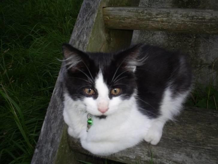 Blanding af racer Maine Coon/huskat Nemo billede 2