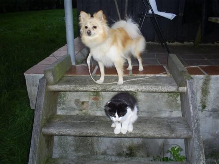 Blanding af racer Maine Coon/huskat Nemo billede 3