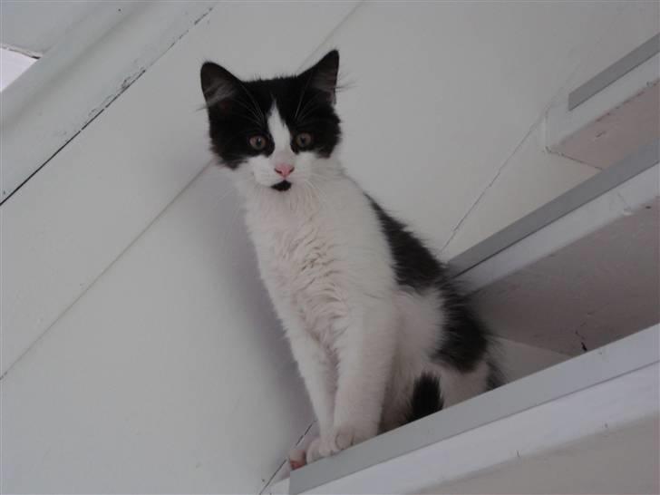 Blanding af racer Maine Coon/huskat Nemo billede 4