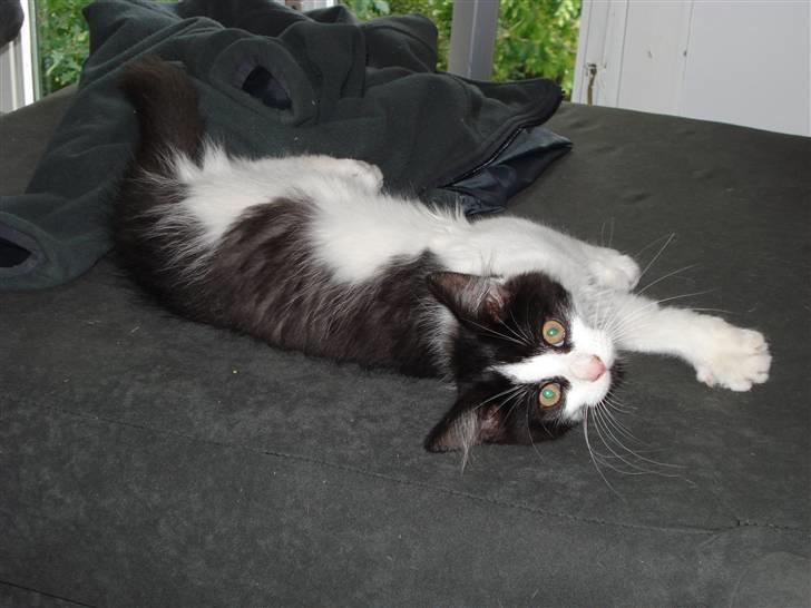 Blanding af racer Maine Coon/huskat Nemo billede 5