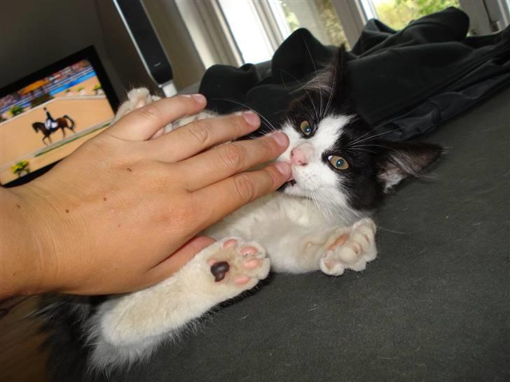 Blanding af racer Maine Coon/huskat Nemo billede 6